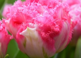 Tulipa Crispion Love ® (4)